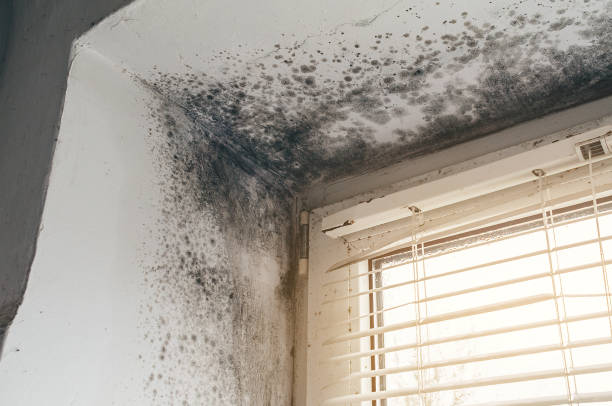 Affordable Mold Cleanup solutions in Howell, NJ